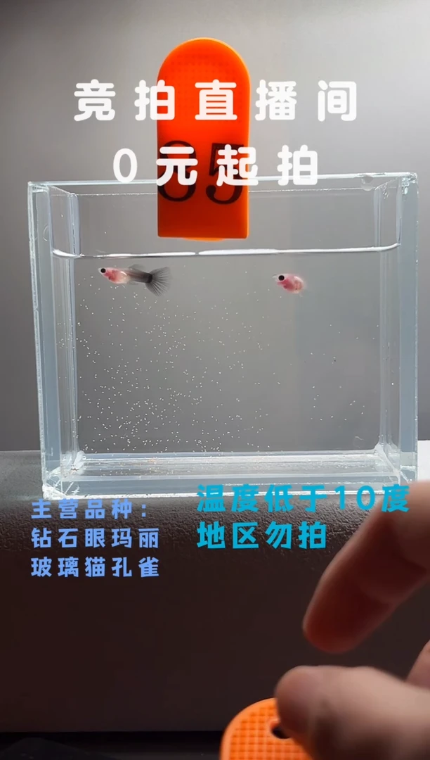 孔雀鱼超透玻璃带胎编号60