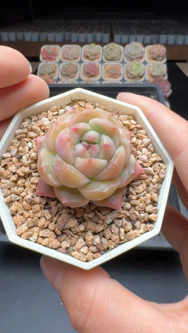 【闪购商品】767号一物一拍珍妮多肉花卉植物3颗起发