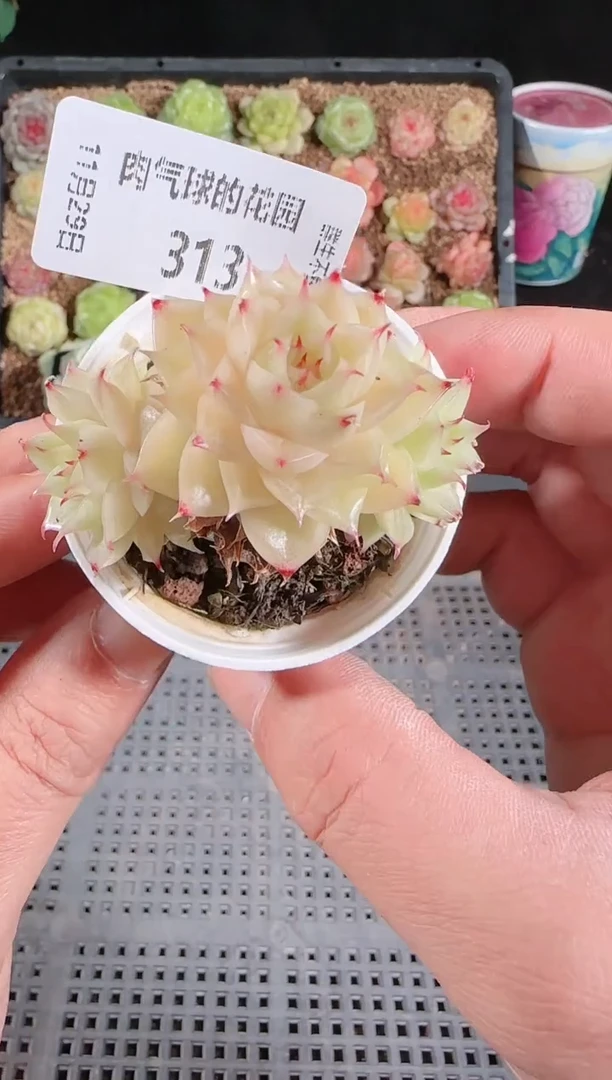 多肉1129-313群生不包整