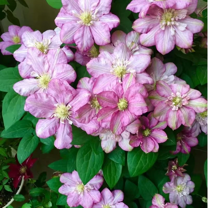 铁线莲 天真一瞥  二类勤花大花组 南北方室内外盆栽花卉