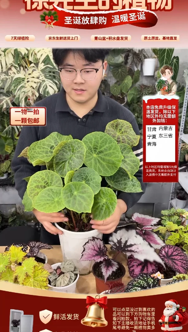 完全开放大福寿秋海棠