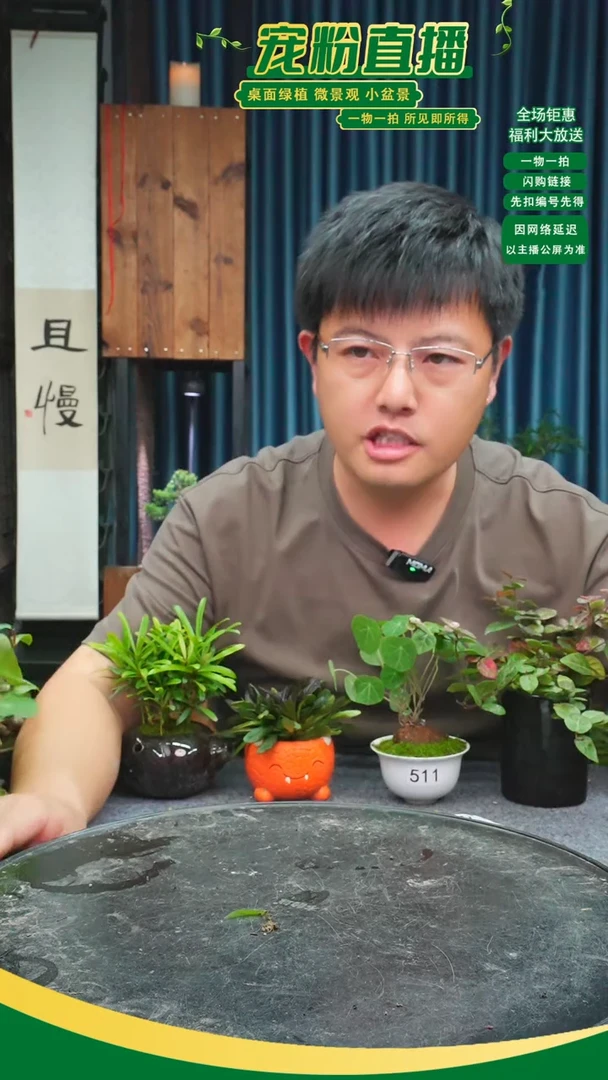 无花朵。*。苔藓微景观511号