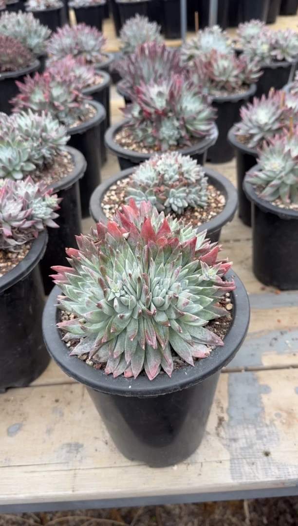 【闪购商品】20250204001多肉仙女杯晨XI