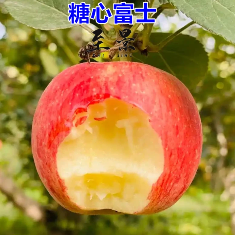 苹果树苗冰糖心奶油红富士庭院阳台盆栽果树苗耐寒南北方当年结果