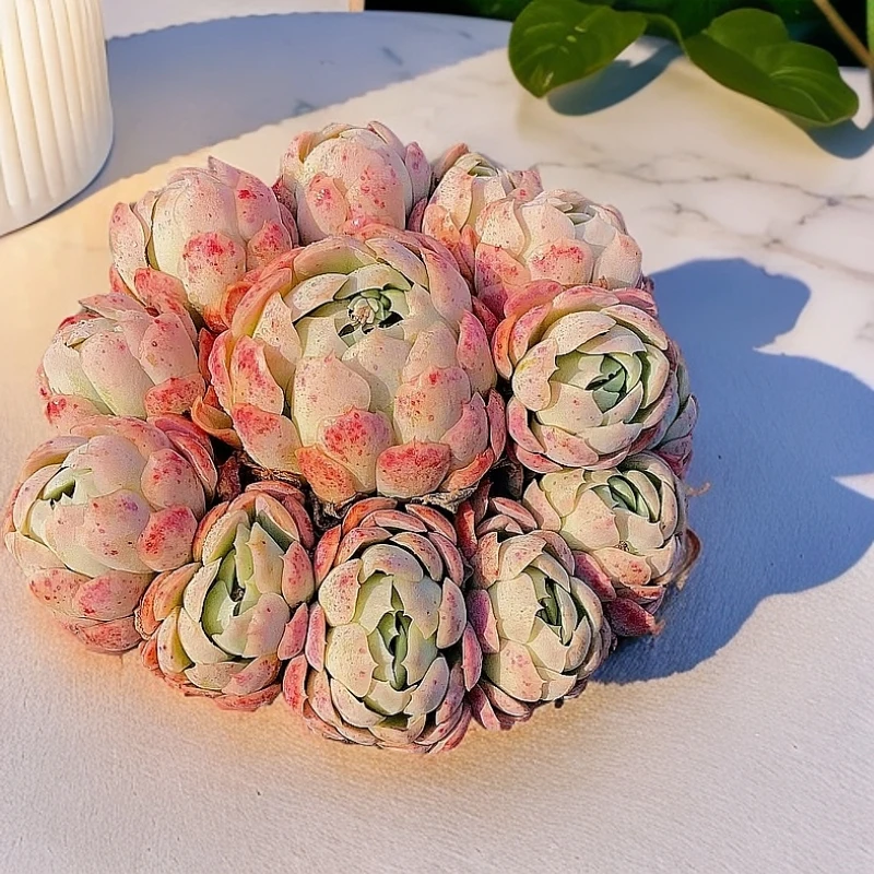 【15#贝瑞 多肉植物 】带盆土发货 带香味好养 花旦精品多肉基地直