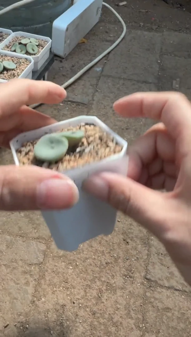 **214多肉植物肉锥