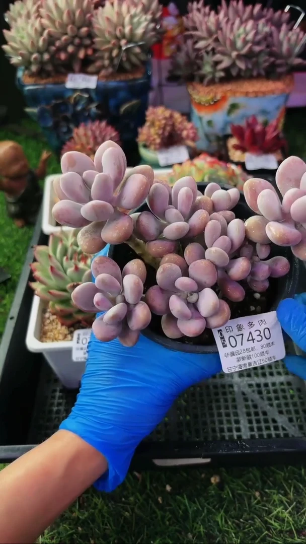 昆明印象多肉07430