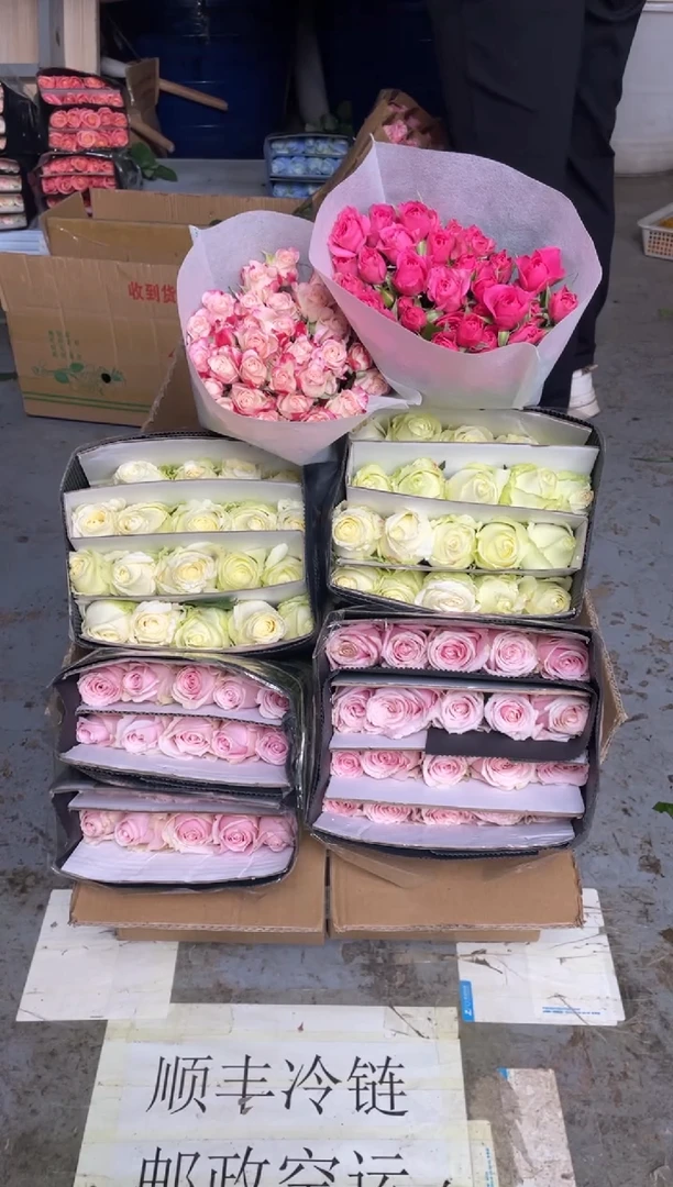 白雪山20枝+粉红20枝+苏菲10枝+折射10枝