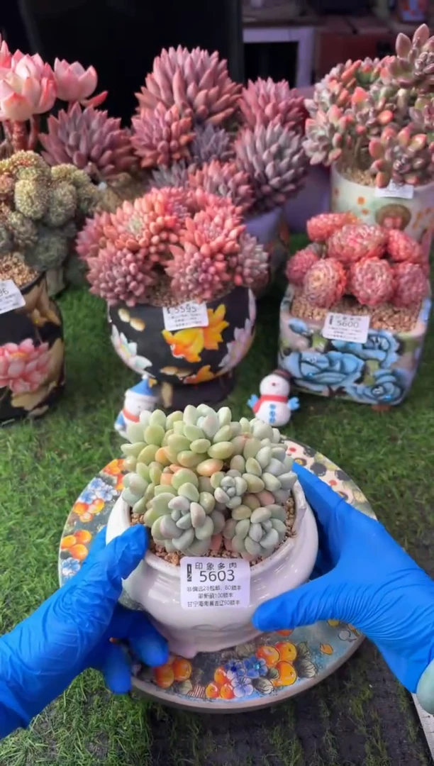 昆明印象多肉5603