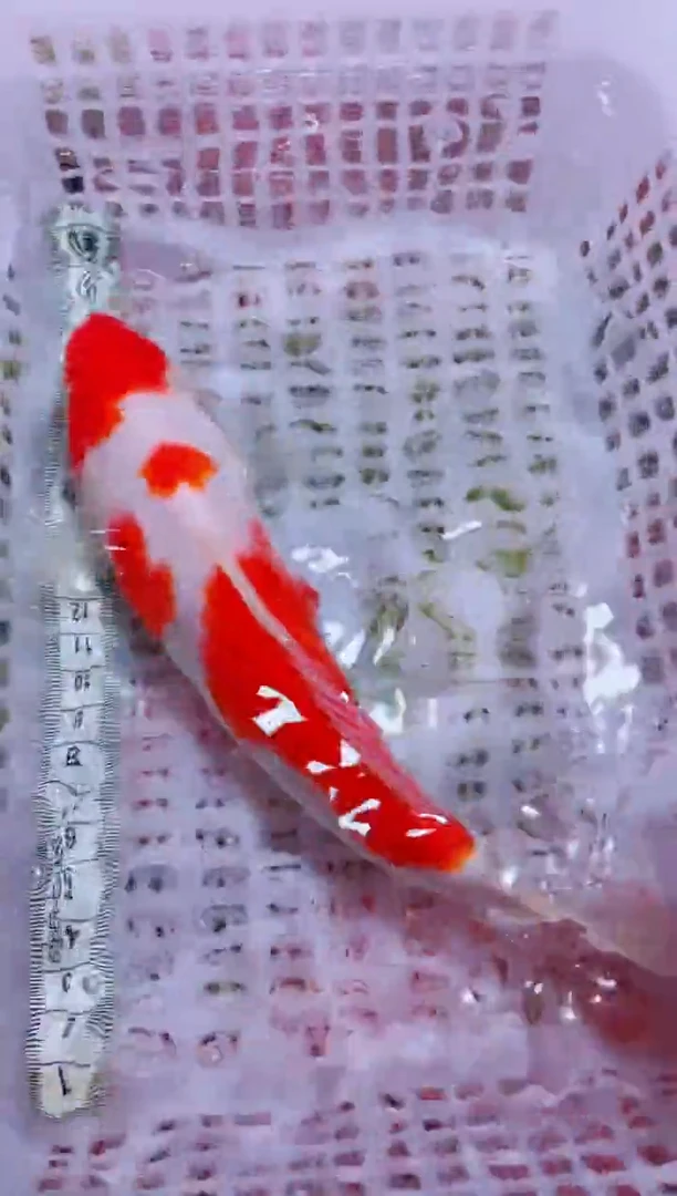 锦鲤血统锦鲤全场包邮97