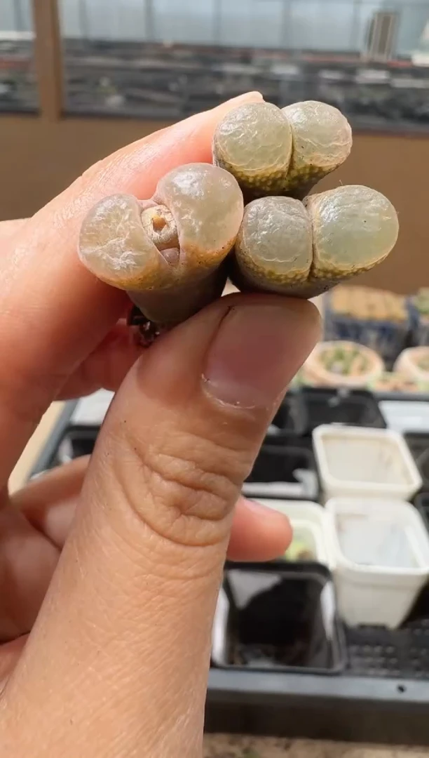 多肉植物肉锥16-77干伤福利