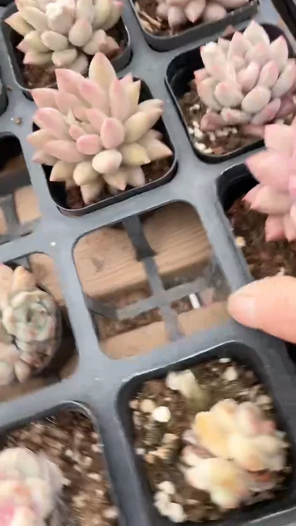 【闪购商品】红蜻蜓单头多肉