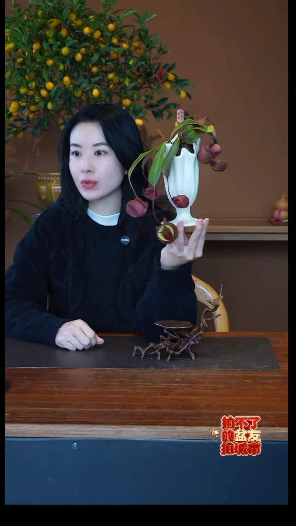 全部花朵猪笼草盆景盆景