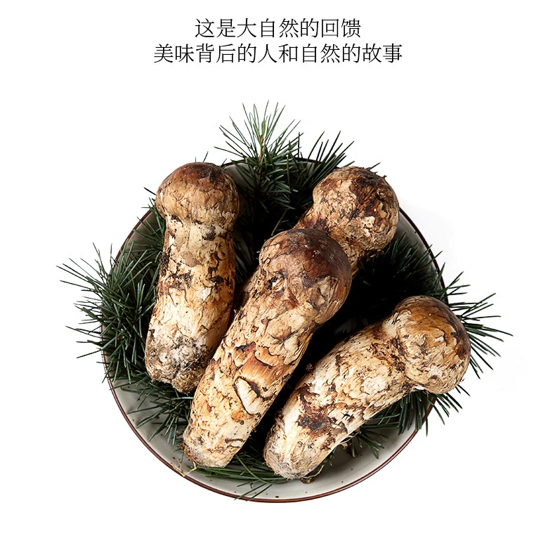 甘孜藏区松茸之乡雅江出口级松茸