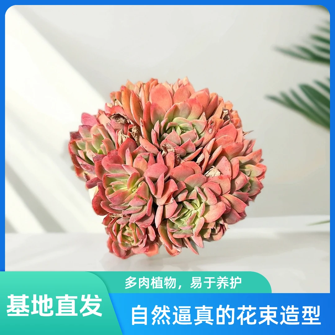 挚爱  绮罗仙子【不带盆土】 多肉植物  以直播间为准
