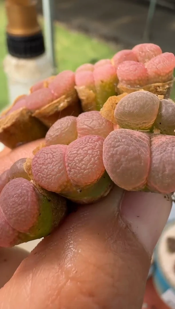 美丽的肉石头10-163一颗