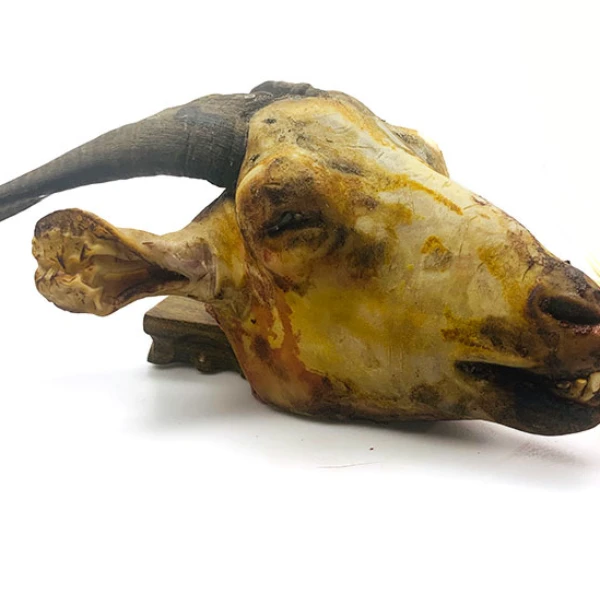 正宗黑山羊羊头单个羊头重量在2-3斤（三个起拍）