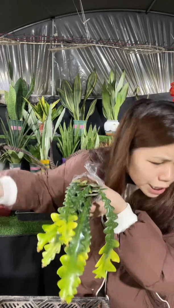 【闪购商品】黄金鱼骨10.8{包5棵}