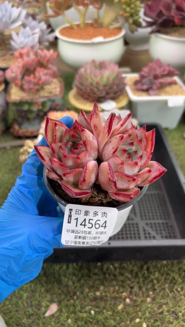 【闪购商品】14564