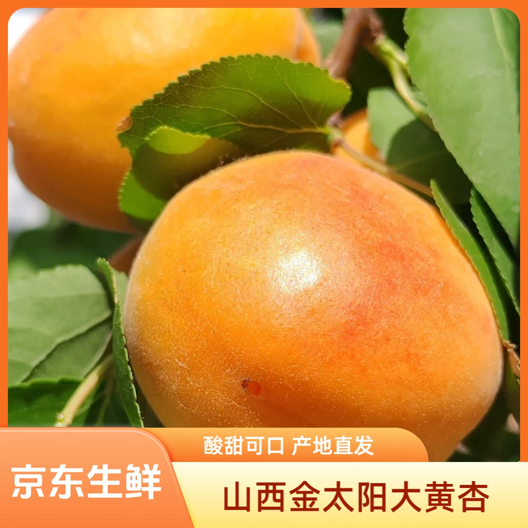【京东生鲜】山西金太阳大黄杏酸甜可口现摘产地直发新鲜应季水果