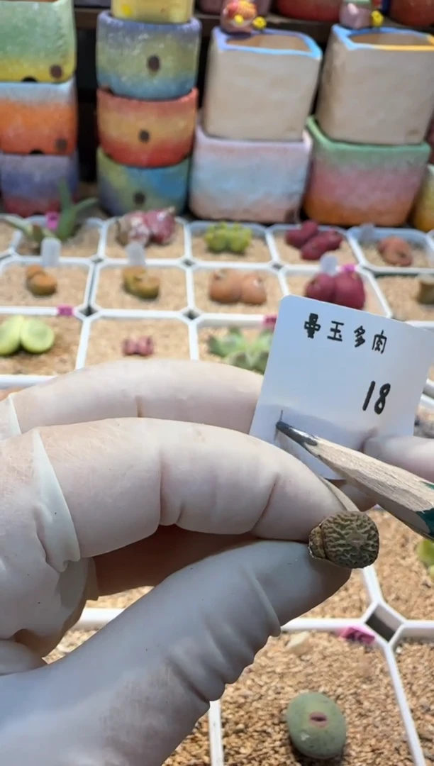 【闪购商品】25.2.9-18天生