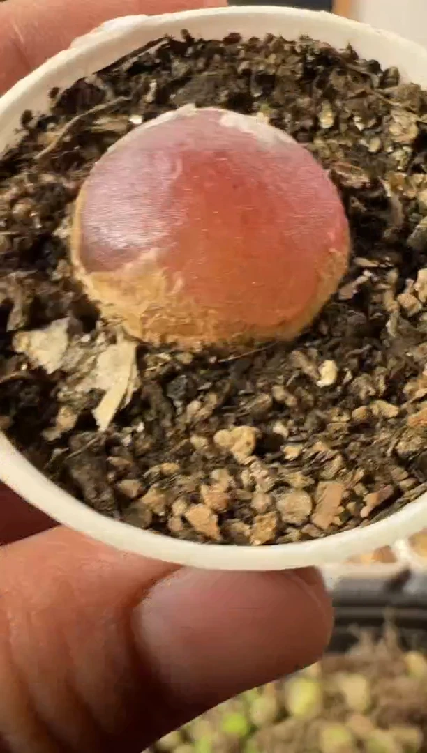 一物一拍            837