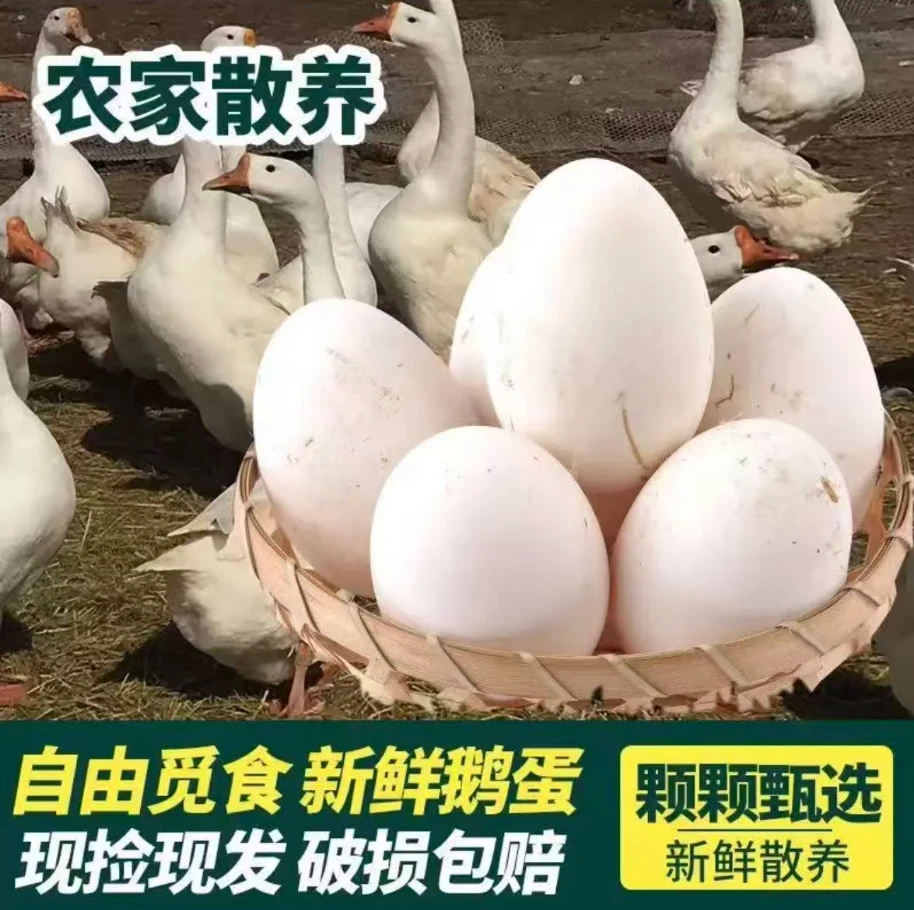 现捡现发新鲜散养生态农家鹅蛋损坏包赔Q弹