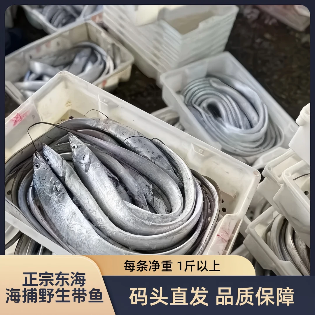 正宗东海小眼油带鱼 超大带 每条净重 1斤以上 纯正东海野生带鱼