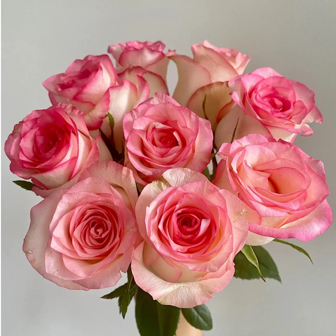 艾莎 玫瑰 收到花需要醒花 0°以下要拍保温棉 云南直发