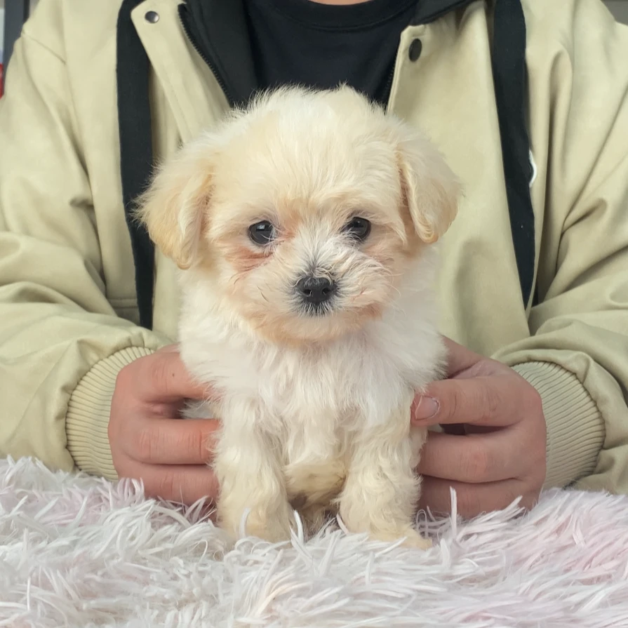 【黄油】马尔泰奶油色弟弟11月3日生