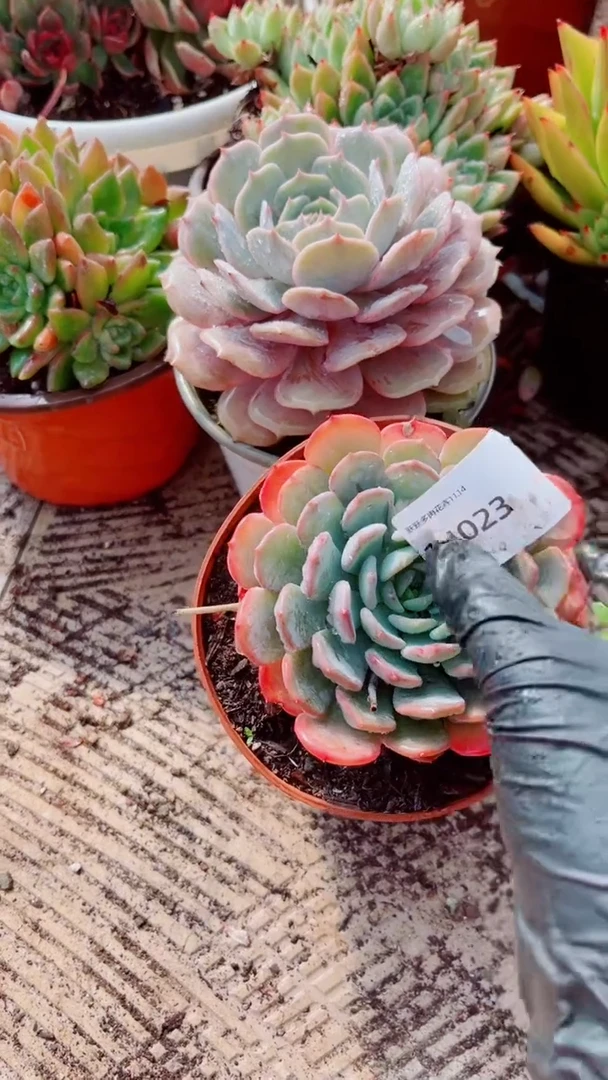 九*多肉植物一物一拍14023