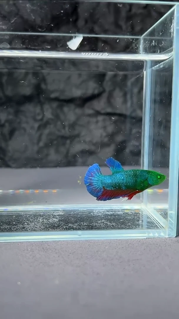 斗鱼竞拍链接145