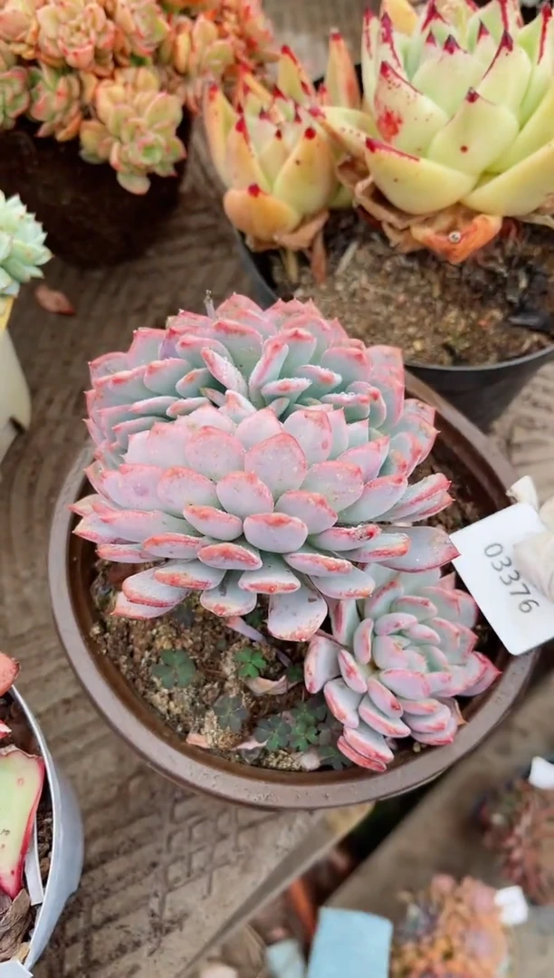 【闪购商品】03376