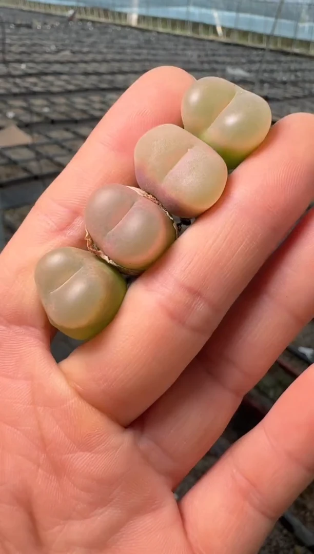 97多肉植物肉锥荔枝毛一颗