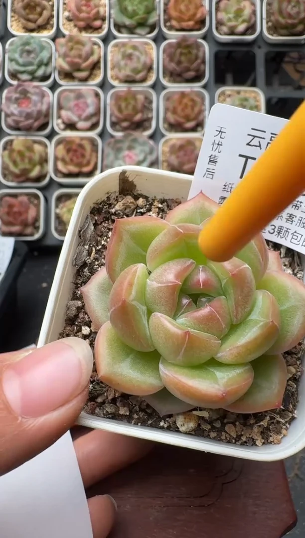 776带盆土发 当场拍3颗以上包柚 多肉植物 一物一拍