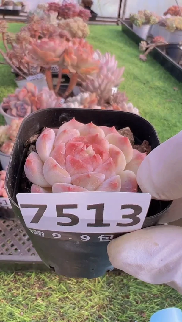 【闪购商品】信福多肉一物一拍