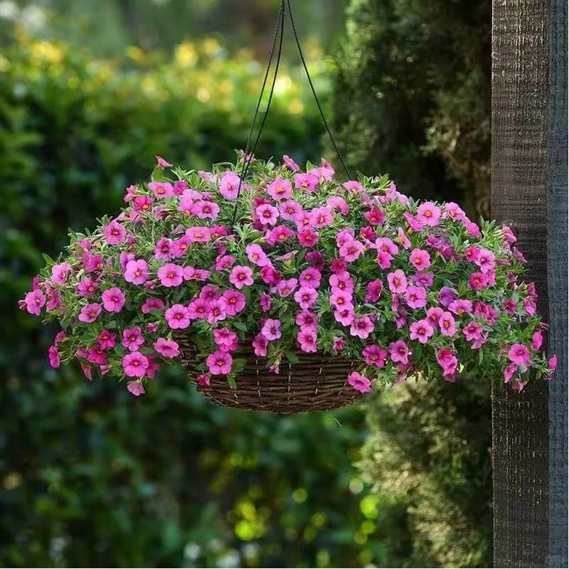 【百万小玲】四季开花爆花机器好养阳台庭院绿植盆栽