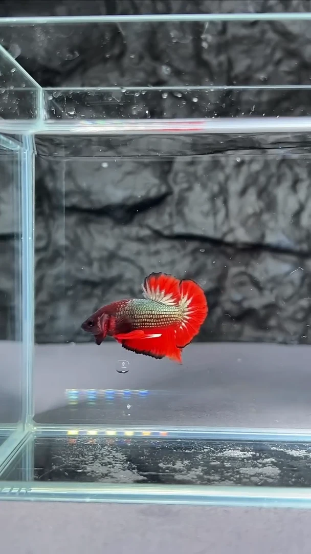 斗鱼竞拍链接S002