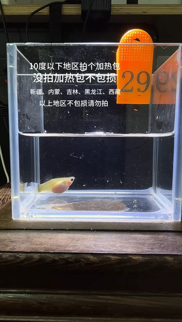孔雀鱼杂袍玻璃29