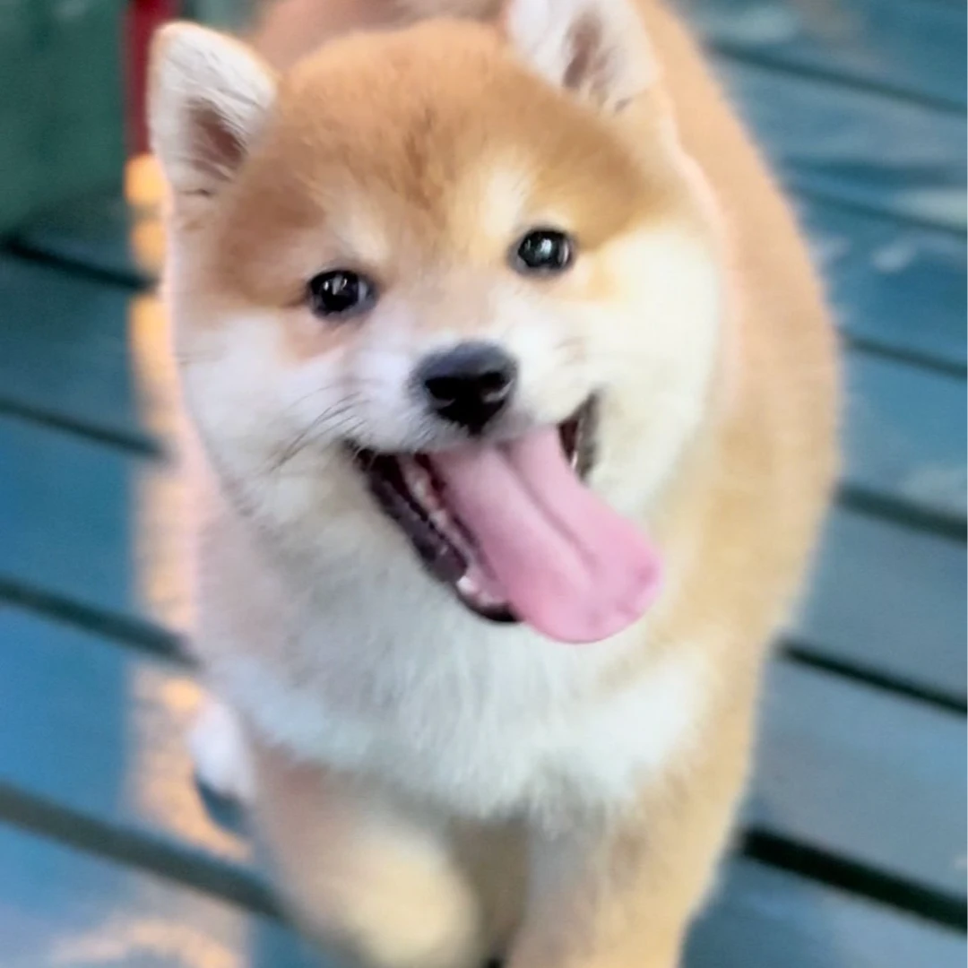 金麟柴犬宠物活体狗狗链接