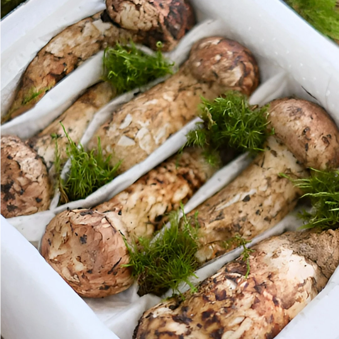 四川甘孜2025年原产出口级刺身松茸 自然生长新鲜松茸1斤装