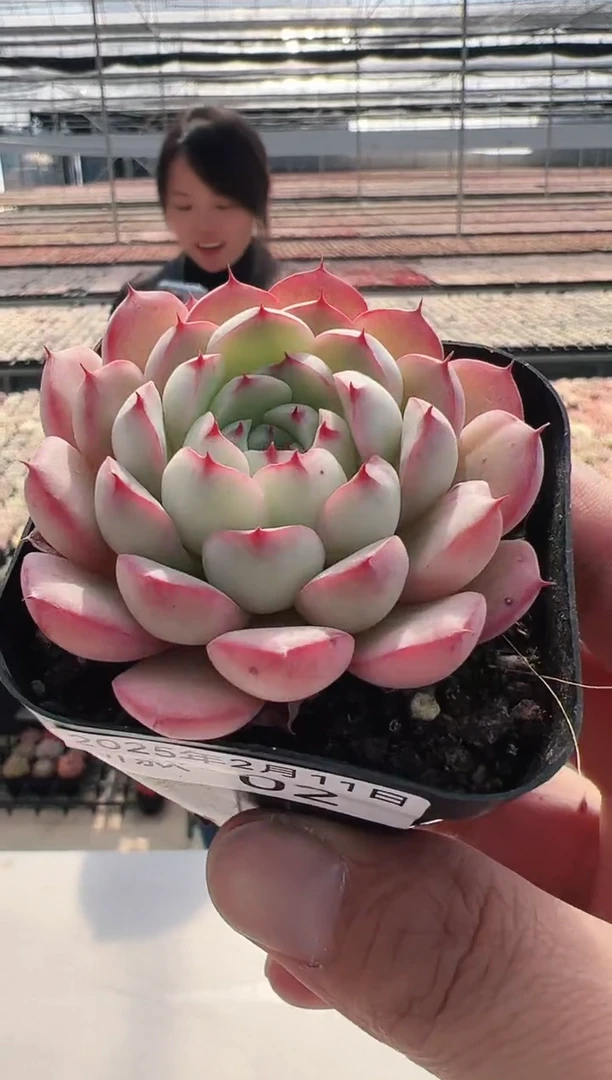 【闪购商品】新款多肉-2