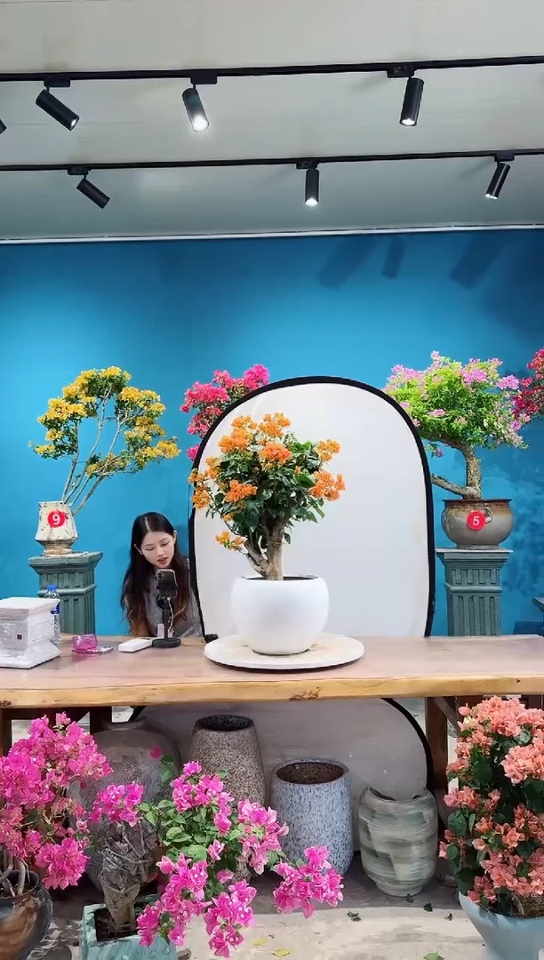 全部花朵爱马仕橙三角梅