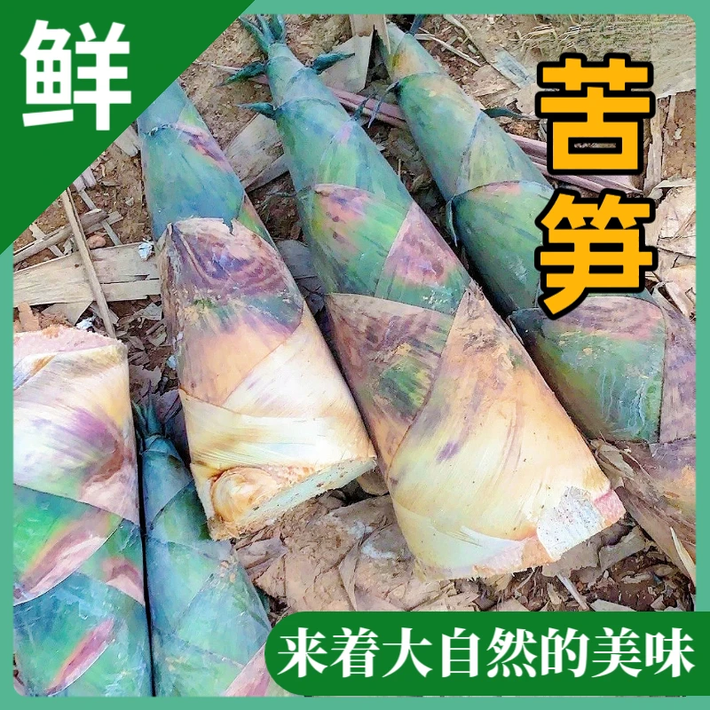 广西现挖新鲜夏笋麻竹笋苦笋黄泥笋毛竹笋时令蔬菜