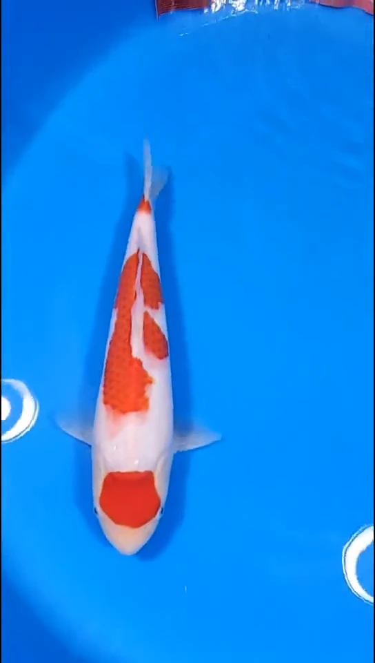 锦鲤【251125-19】 红白 30公分 不详 牧伊锦鲤