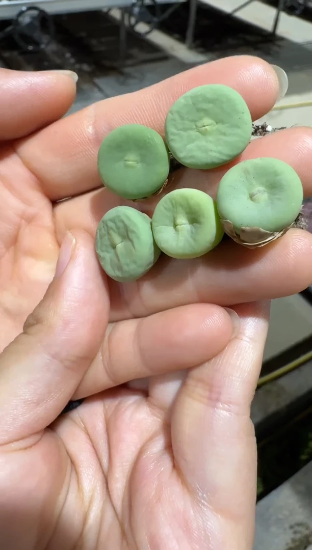 200美丽的多肉石头红嘴一颗