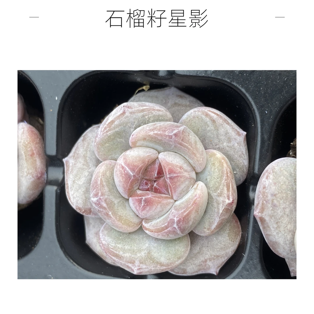 石榴籽星影小苗十颗实物以直播间为准满20包邮