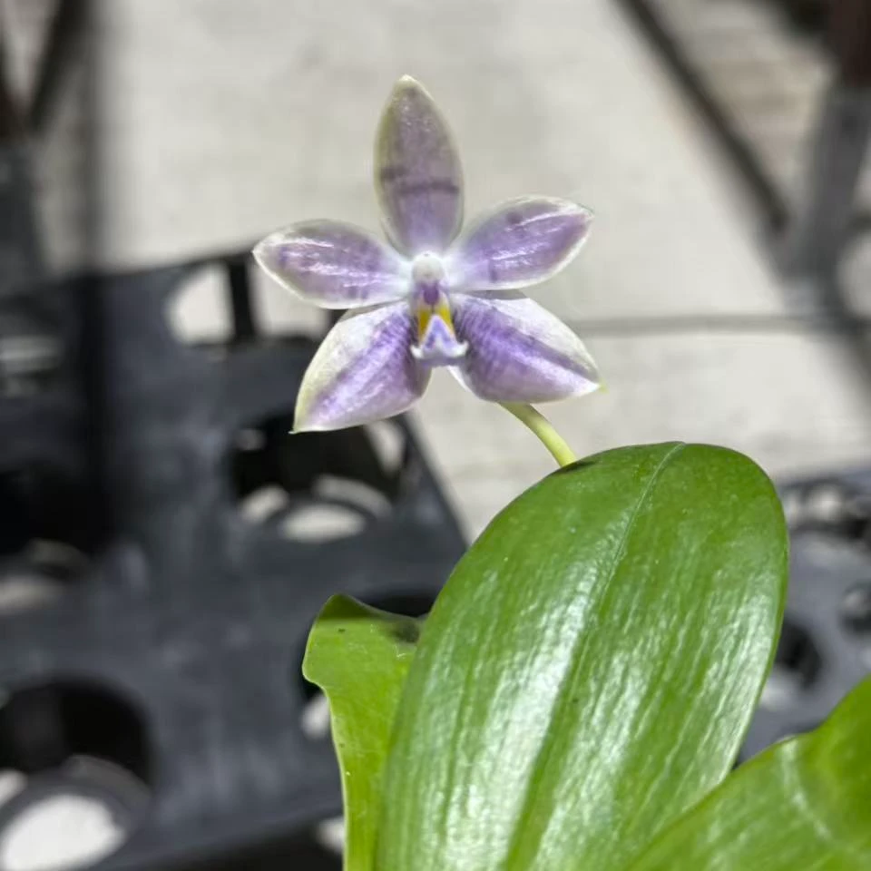 迷雾盾   （1.7）轻微叶瑕