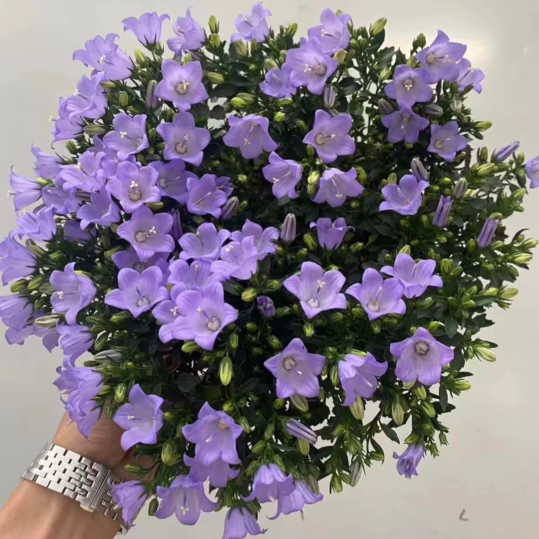 【花园系列】意大利风铃 康乃馨阳台小仙女盆栽室内盆栽植物