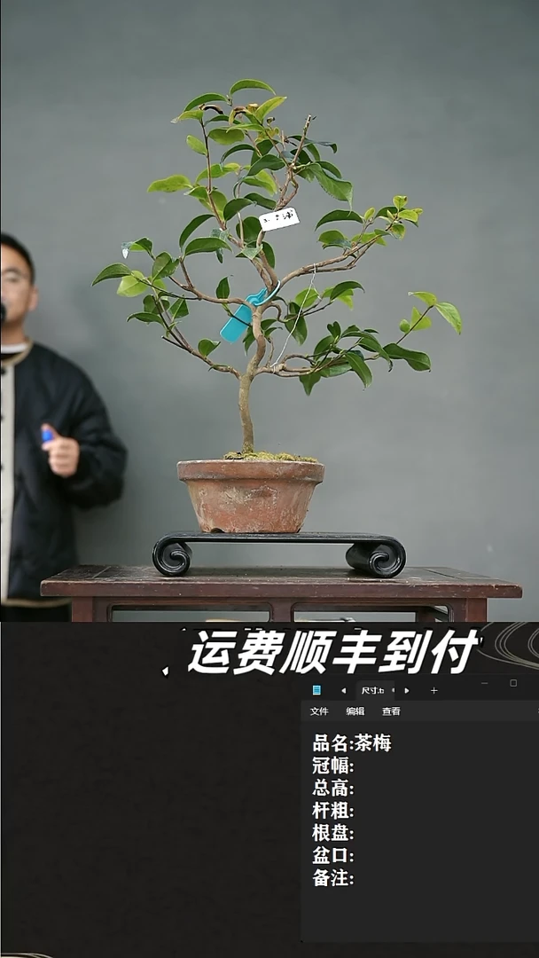 【闪购商品】35 茶梅